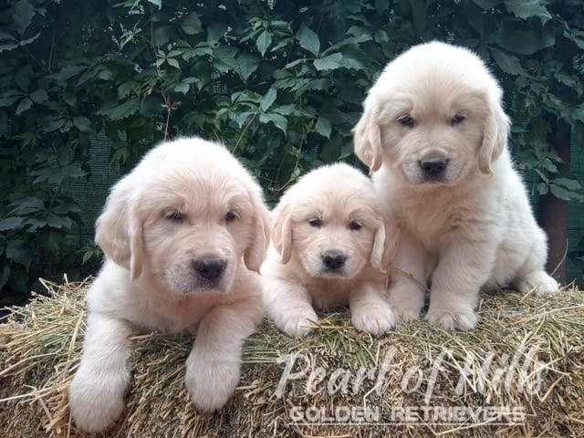 Златен ретривър – Прекрасни кученца Голдън ртривър, Ваксинирано - Да, Обезпаразитено - Да - град Извън България | Кучета - снимка 2