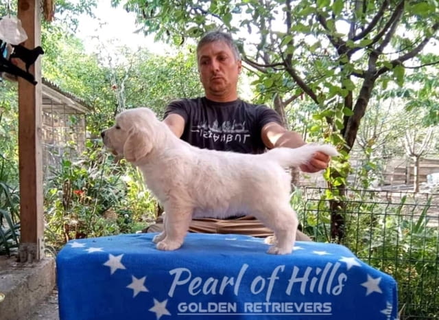 Златен ретривър – Прекрасни кученца Голдън ртривър, Ваксинирано - Да, Обезпаразитено - Да - град Извън България | Кучета - снимка 3