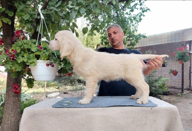 Златен ретривър – Прекрасни кученца Голдън ртривър, Ваксинирано - Да, Обезпаразитено - Да - град Извън България | Кучета - снимка 5