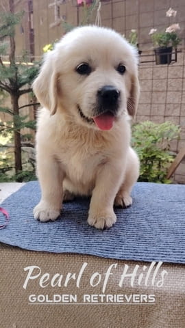 Златен ретривър – Прекрасни кученца Голдън ртривър, Ваксинирано - Да, Обезпаразитено - Да - град Извън България | Кучета - снимка 7