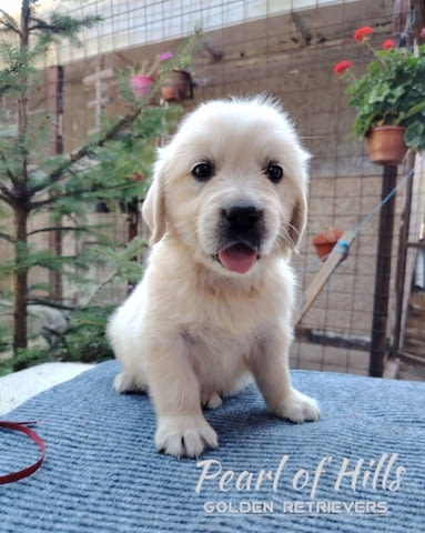 Златен ретривър – Прекрасни кученца Голдън ртривър, Ваксинирано - Да, Обезпаразитено - Да - град Извън България | Кучета - снимка 9