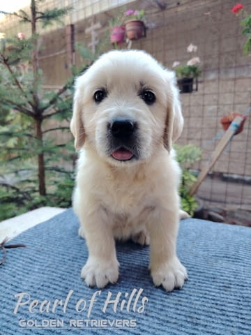 Златен ретривър – Прекрасни кученца Голдън ртривър, Ваксинирано - Да, Обезпаразитено - Да - град Извън България | Кучета - снимка 11