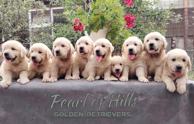 Златен ретривър – Прекрасни кученца Голдън ртривър, Ваксинирано - Да, Обезпаразитено - Да - град Извън България | Кучета - снимка 12