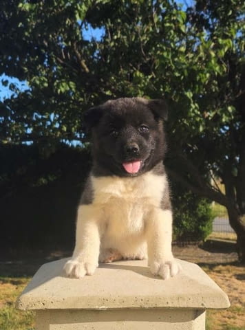 Американска Акита ТОП кученца Akita, Vaccinated - Yes, Dewormed - Yes - city of Sofia | Dogs - снимка 1