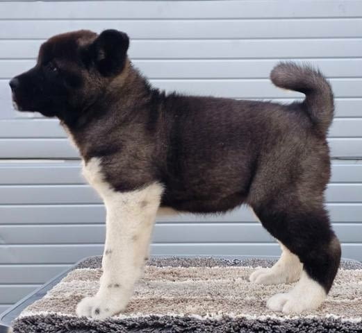 Американска Акита ТОП кученца Akita, Vaccinated - Yes, Dewormed - Yes - city of Sofia | Dogs - снимка 2