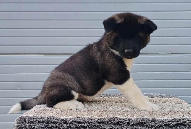 Американска Акита ТОП кученца Akita, Vaccinated - Yes, Dewormed - Yes - city of Sofia | Dogs - снимка 4