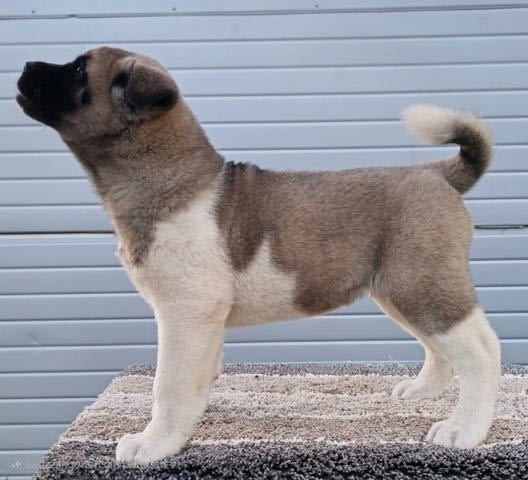 Американска Акита ТОП кученца Akita, Vaccinated - Yes, Dewormed - Yes - city of Sofia | Dogs - снимка 6