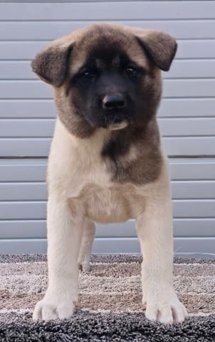 Американска Акита ТОП кученца Akita, Vaccinated - Yes, Dewormed - Yes - city of Sofia | Dogs - снимка 7