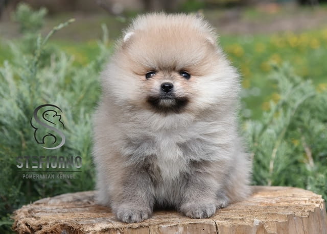 Померански шпиц кученца Pomeranian, Vaccinated - Yes, Dewormed - Yes - city of Izvun Bulgaria | Dogs - снимка 1