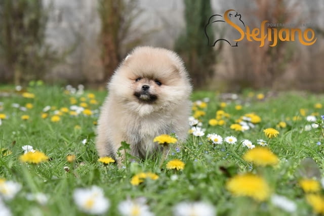 Померански шпиц кученца Pomeranian, Vaccinated - Yes, Dewormed - Yes - city of Izvun Bulgaria | Dogs - снимка 2