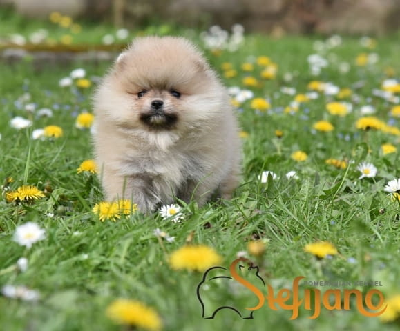 Померански шпиц кученца Pomeranian, Vaccinated - Yes, Dewormed - Yes - city of Izvun Bulgaria | Dogs - снимка 3