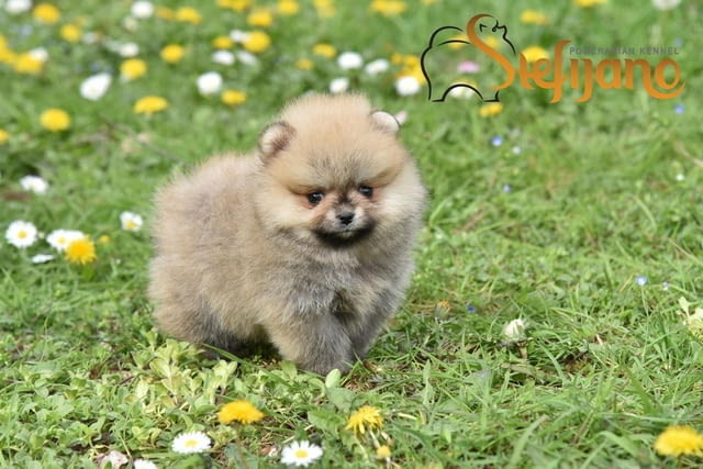 Померански шпиц кученца Pomeranian, Vaccinated - Yes, Dewormed - Yes - city of Izvun Bulgaria | Dogs - снимка 4