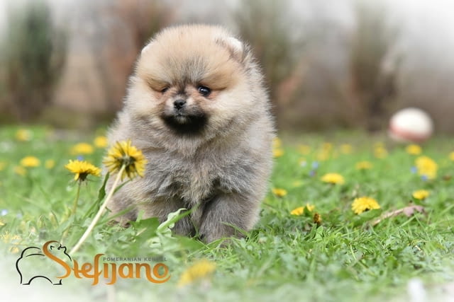 Померански шпиц кученца Pomeranian, Vaccinated - Yes, Dewormed - Yes - city of Izvun Bulgaria | Dogs - снимка 5