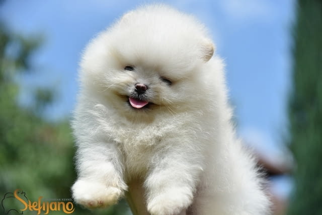 Померански шпиц кученца Pomeranian, Vaccinated - Yes, Dewormed - Yes - city of Izvun Bulgaria | Dogs - снимка 6