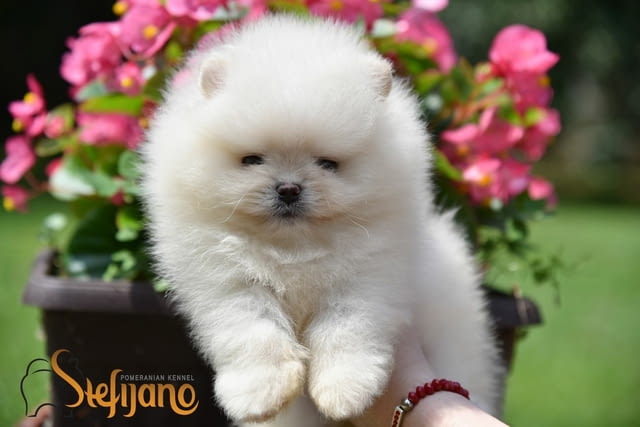 Померански шпиц кученца Pomeranian, Vaccinated - Yes, Dewormed - Yes - city of Izvun Bulgaria | Dogs - снимка 8