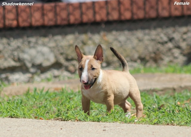 Мини бул териер – красиви кученца Бултериер, Ваксинирано - Да, Обезпаразитено - Да - град Извън България | Кучета - снимка 2