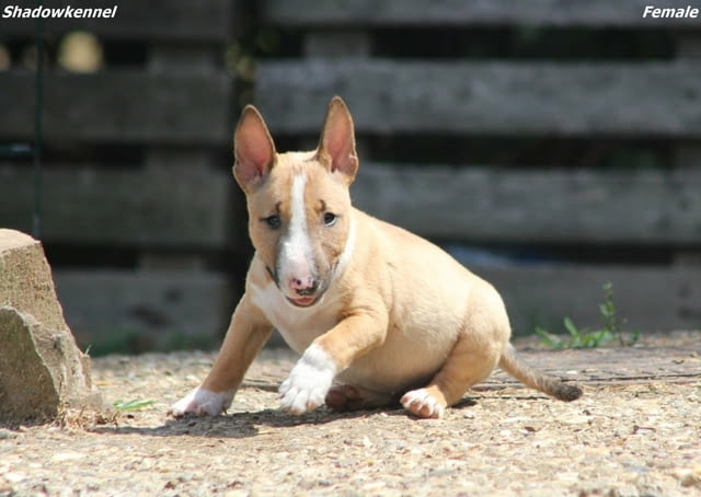 Мини бул териер – красиви кученца Бултериер, Ваксинирано - Да, Обезпаразитено - Да - град Извън България | Кучета - снимка 3