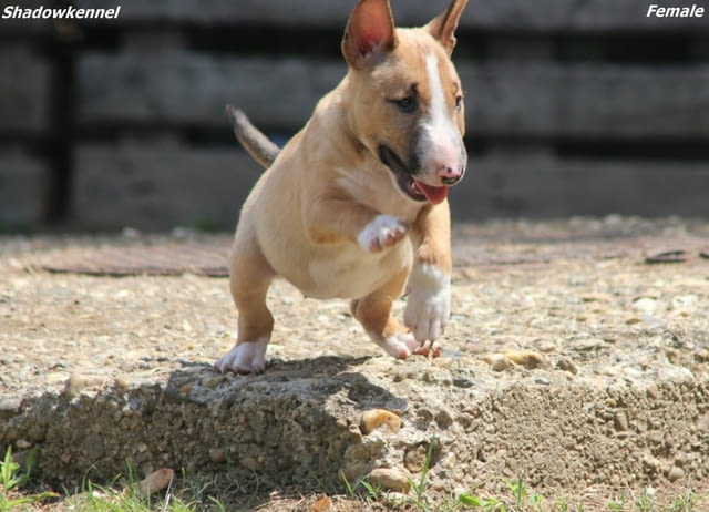 Мини бул териер – красиви кученца Бултериер, Ваксинирано - Да, Обезпаразитено - Да - град Извън България | Кучета - снимка 4