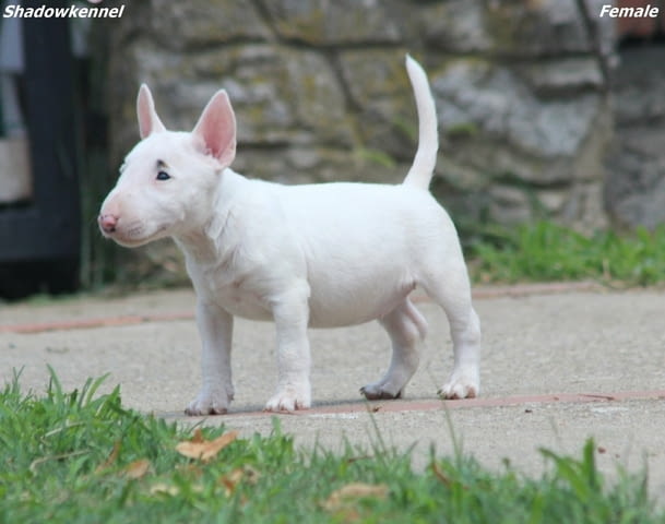 Мини бул териер – красиви кученца Бултериер, Ваксинирано - Да, Обезпаразитено - Да - град Извън България | Кучета - снимка 9