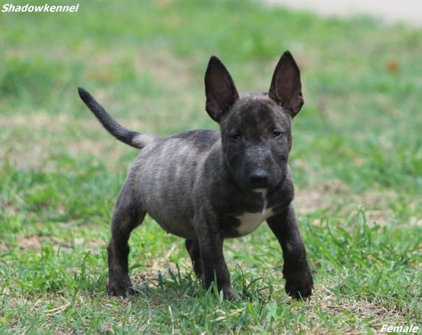 Мини бул териер – красиви кученца Бултериер, Ваксинирано - Да, Обезпаразитено - Да - град Извън България | Кучета - снимка 10