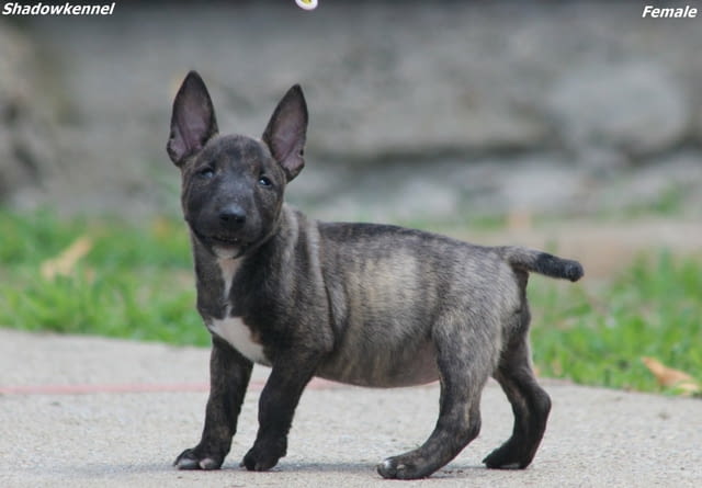 Мини бул териер – красиви кученца Бултериер, Ваксинирано - Да, Обезпаразитено - Да - град Извън България | Кучета - снимка 11