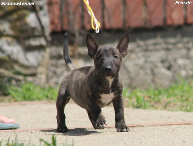 Мини бул териер – красиви кученца Бултериер, Ваксинирано - Да, Обезпаразитено - Да - град Извън България | Кучета - снимка 12