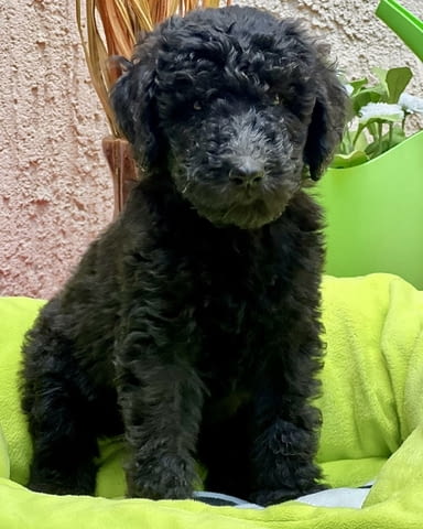 Кралска Пудел кученца Другa, Ваксинирано - Да, Обезпаразитено - Да - град Извън България | Кучета - снимка 2