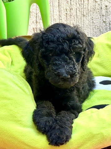 Кралска Пудел кученца Другa, Ваксинирано - Да, Обезпаразитено - Да - град Извън България | Кучета - снимка 3