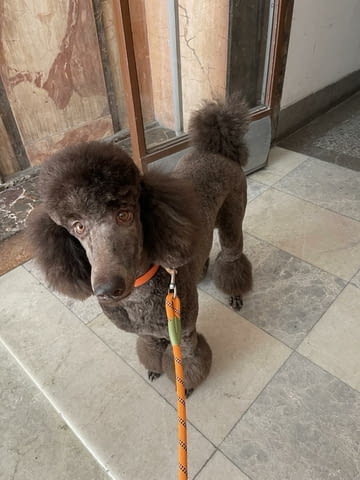 Кралска Пудел кученца Другa, Ваксинирано - Да, Обезпаразитено - Да - град Извън България | Кучета - снимка 4