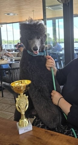 Кралска Пудел кученца Другa, Ваксинирано - Да, Обезпаразитено - Да - град Извън България | Кучета - снимка 5