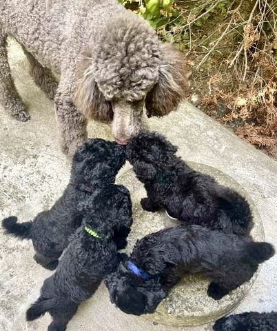 Кралска Пудел кученца Другa, Ваксинирано - Да, Обезпаразитено - Да - град Извън България | Кучета - снимка 6