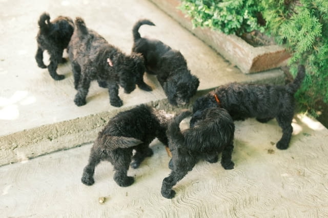 Кралска Пудел кученца Другa, Ваксинирано - Да, Обезпаразитено - Да - град Извън България | Кучета - снимка 7