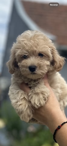 Малтипу кученца с отлична генетика Другa, Ваксинирано - Да, Обезпаразитено - Да - град Извън България | Кучета - снимка 5