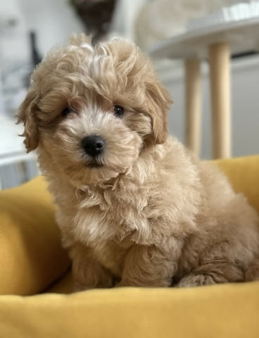 Малтипу кученца с отлична генетика Другa, Ваксинирано - Да, Обезпаразитено - Да - град Извън България | Кучета - снимка 6