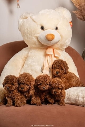 Червено джудже и играчки пудели ! Toy Poodle, 2 Months, Vaccinated - Yes - city of Izvun Bulgaria | Dogs - снимка 1