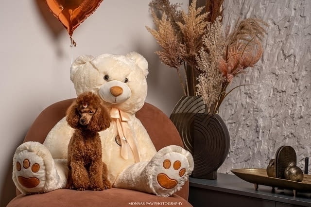 Червено джудже и играчки пудели ! Toy Poodle, 2 Months, Vaccinated - Yes - city of Izvun Bulgaria | Dogs - снимка 2