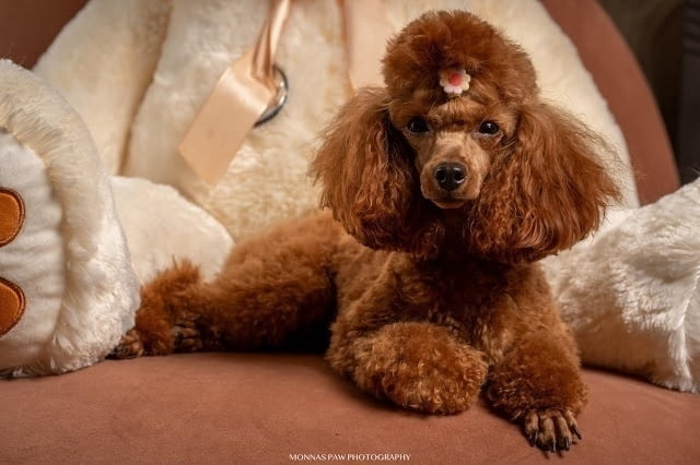 Червено джудже и играчки пудели ! Toy Poodle, 2 Months, Vaccinated - Yes - city of Izvun Bulgaria | Dogs - снимка 3