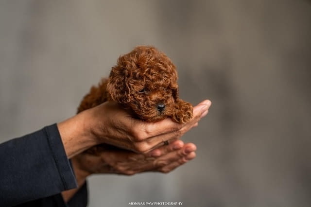 Червено джудже и играчки пудели ! Toy Poodle, 2 Months, Vaccinated - Yes - city of Izvun Bulgaria | Dogs - снимка 4