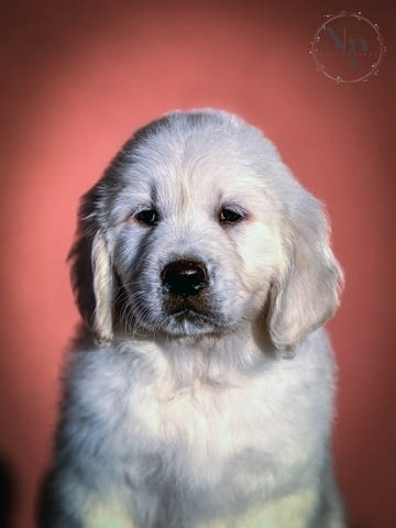 Златен Ретривър Красиви Кученца Голдън ртривър, Ваксинирано - Да, Обезпаразитено - Да - град Извън България | Кучета - снимка 2