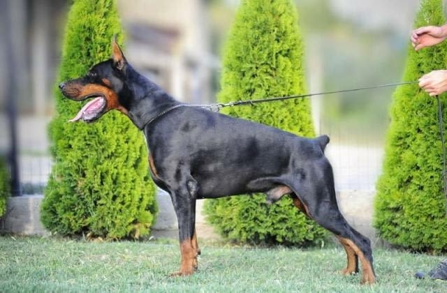 Котило доберман Doberman, Vaccinated - Yes, Dewormed - Yes - city of Sofia | Dogs - снимка 1