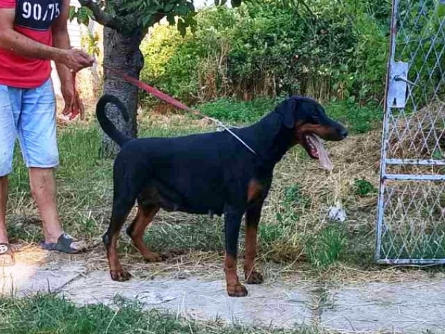 Котило доберман Doberman, Vaccinated - Yes, Dewormed - Yes - city of Sofia | Dogs - снимка 3