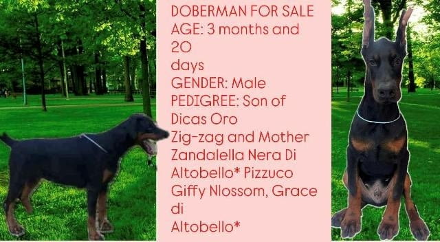 Котило доберман Doberman, Vaccinated - Yes, Dewormed - Yes - city of Sofia | Dogs - снимка 4
