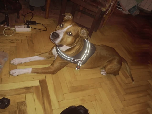 ПОДАРяВА СЕ прекрасен и добър стафордширски териер Стафордширски бултериер - град София | Кучета - снимка 1