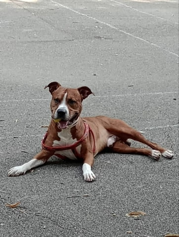 ПОДАРяВА СЕ прекрасен и добър стафордширски териер Стафордширски бултериер - град София | Кучета - снимка 2