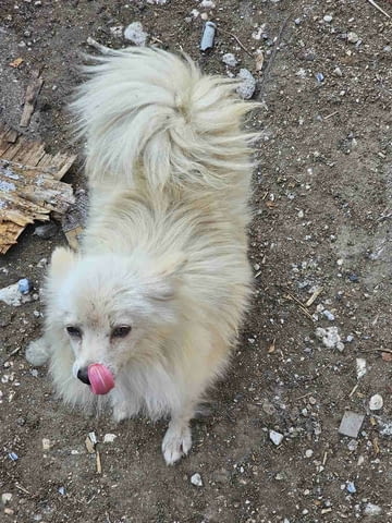 Померани мъжки Pomeranian, 1 year, Vaccinated - Yes - city of Haskovo | Dogs - снимка 1