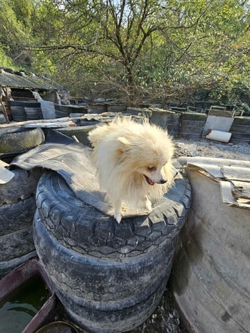 Померани мъжки Pomeranian, 1 year, Vaccinated - Yes - city of Haskovo | Dogs - снимка 2