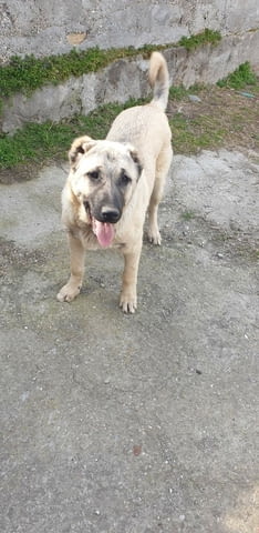 Женски кангал Hank, Vaccinated - Yes, For Breeding - Yes - city of Haskovo | Dogs