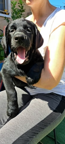 Лабрадор ретривър с родословие Labrador Retriever, 3 Months, Vaccinated - Yes - city of Harmanli | Dogs - снимка 2