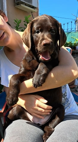 Лабрадор ретривър с родословие Labrador Retriever, 3 Months, Vaccinated - Yes - city of Harmanli | Dogs - снимка 4