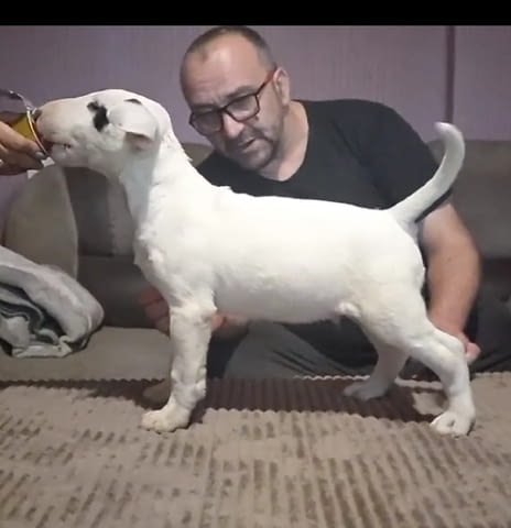 Бул териер кученца Бултериер, Ваксинирано - Да, Обезпаразитено - Да - град Извън България | Кучета - снимка 1